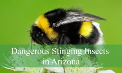 18 Dangerous Stinging Insects in Arizona (Pictures and ID Guide)