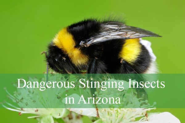 Dangerous Stinging Insects in Arizona