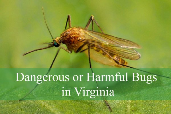 Dangerous or Harmful Bugs in Virginia