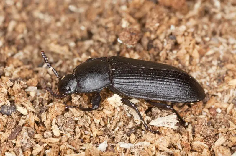 Beetles in Michigan