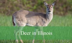 4 Types of Deer in Illinois (With Pictures and Identification)