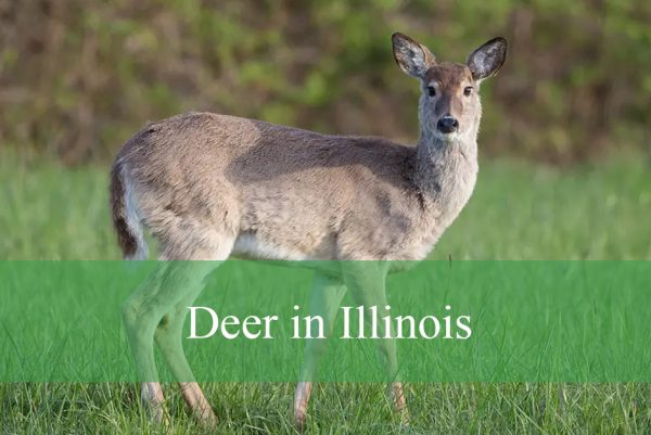 White-Tailed Deer