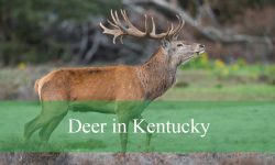 5 Types of Deer in Kentucky (With Pictures and Identification)