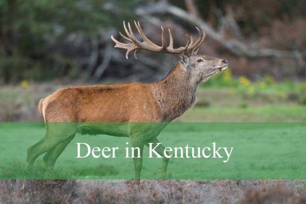 Deer in Kentucky