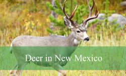 3 Types of Deer in New Mexico (With Pictures and Identification)
