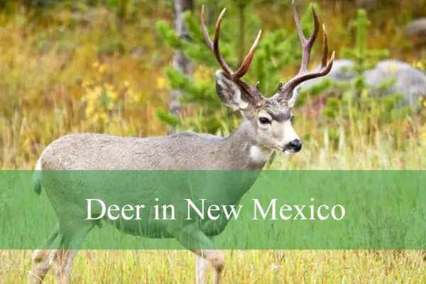 Deer in New Mexico