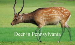 3 Types of Deer in Pennsylvania (With Pictures and Identification)
