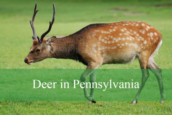 Deer in Pennsylvania