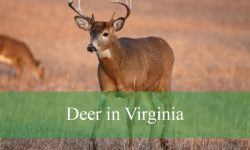 4 Types of Deer in Virginia (With Pictures and Identification)