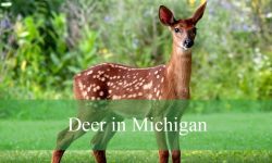 3 Types of Deer in Michigan (With Pictures and Identification)