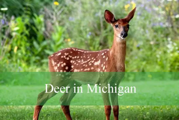 Deer in Michigan