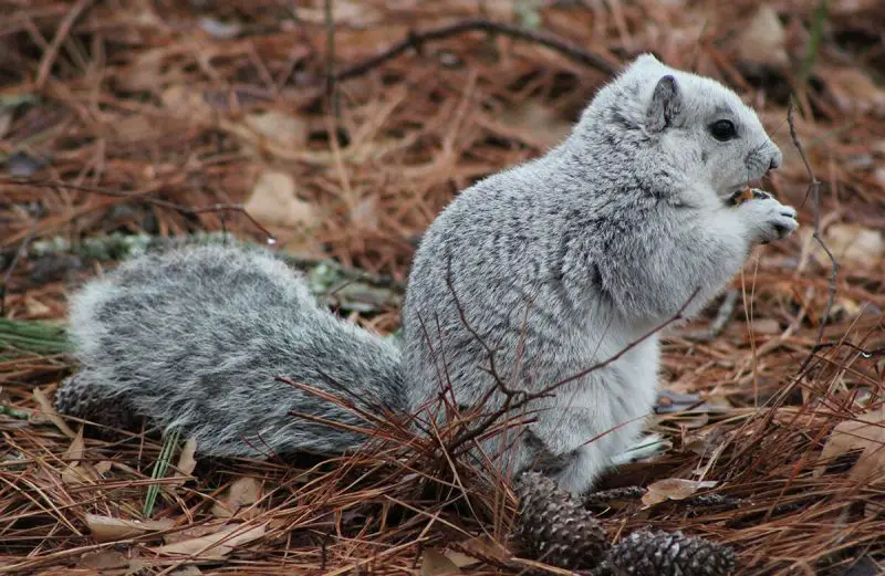 Squirrels in Virginia