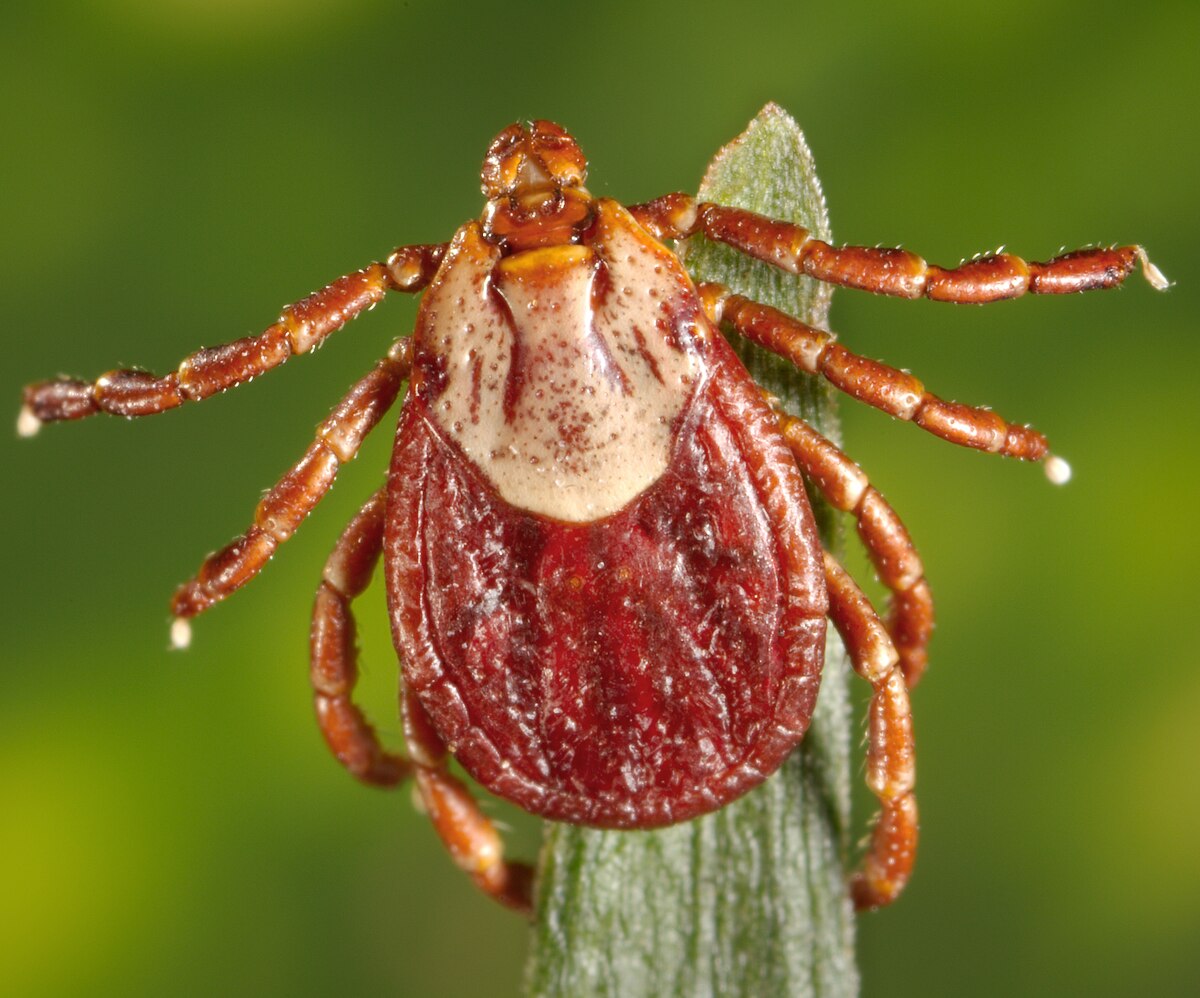 Dangerous Bugs in Idaho