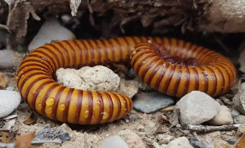 Millipedes in California