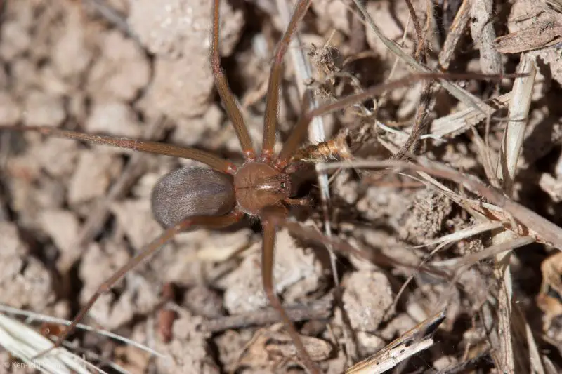 Poisonous Spiders in California