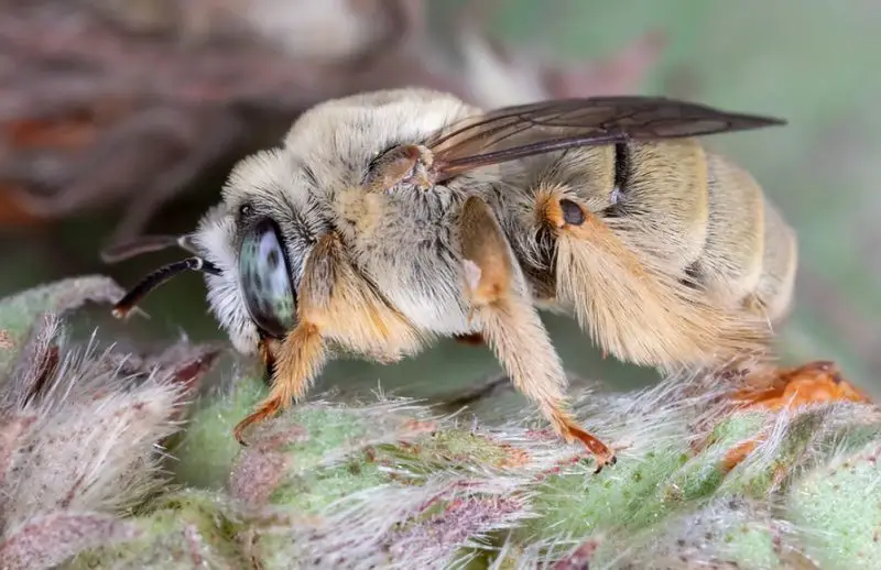 Types of Bees in Florida