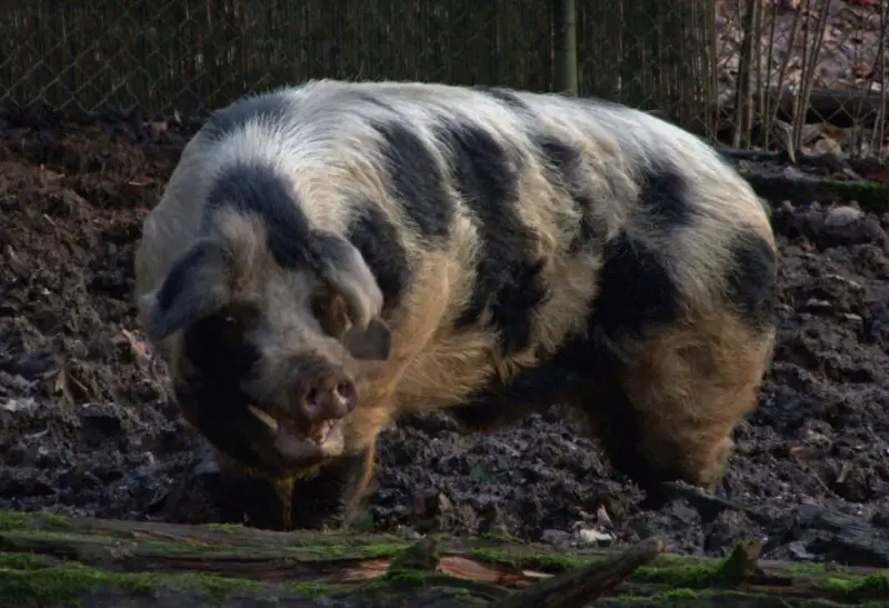 Feral Pigs in Minnesota