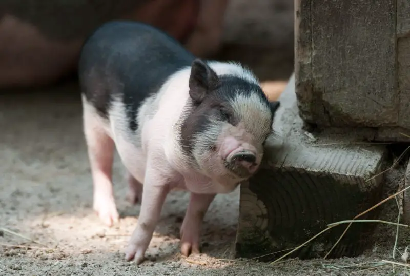Feral Pigs in Ohio