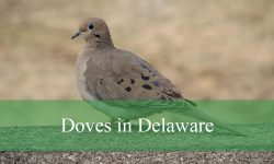 5 Types of Doves in Delaware (With Pictures and Identification)
