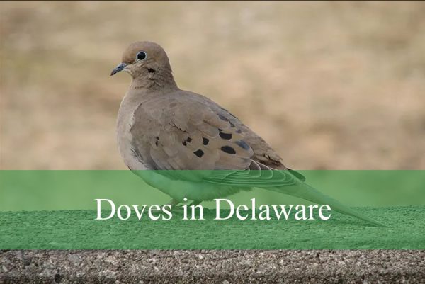 Doves in Delaware