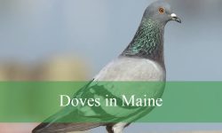 3 Types of Doves in Maine (With Pictures and Identification)