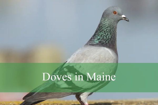 Doves in Maine