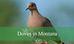 3 Types of Doves in Montana (With Pictures and Identification)