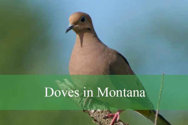 Doves in Montana