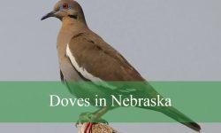7 Types of Doves in Nebraska (With Pictures and Identification)