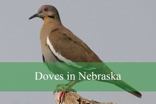 Doves in Nebraska