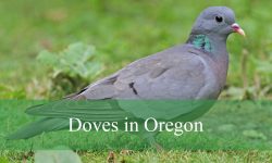 7 Types of Doves in Oregon (With Pictures and Identification)