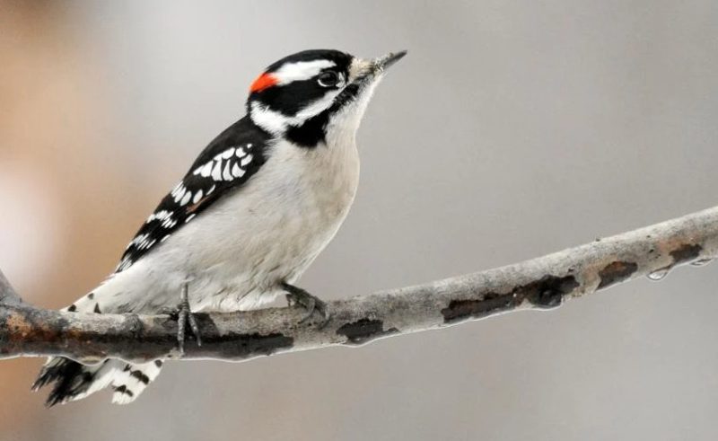 Woodpeckers Found in Georgia