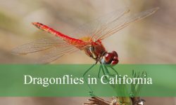 30 Dragonflies in California (With Pictures and Identification)