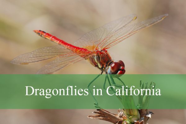 Dragonflies in California