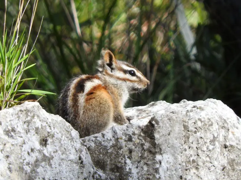 Chipmunks in Colorado