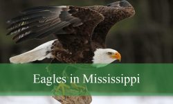 2 Types of Eagles in Mississippi (With Pictures and Identification)