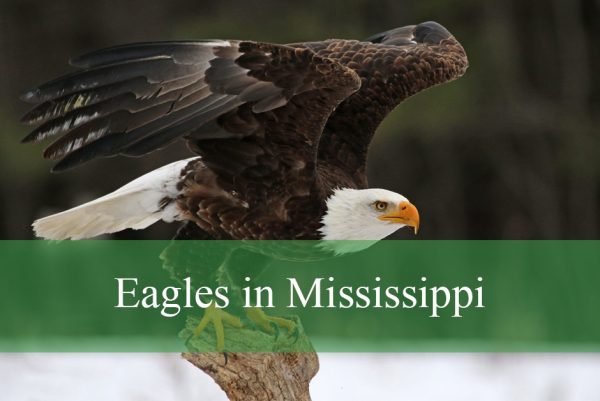 Eagles in Mississippi