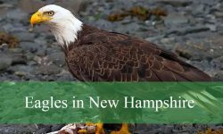 2 Types of Eagles in New Hampshire (Pictures and Identification)