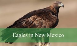 3 Types of Eagles in New Mexico (With Pictures and Identification)