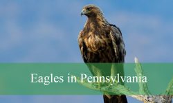 3 Types of Eagles in Pennsylvania (With Pictures and Identification)