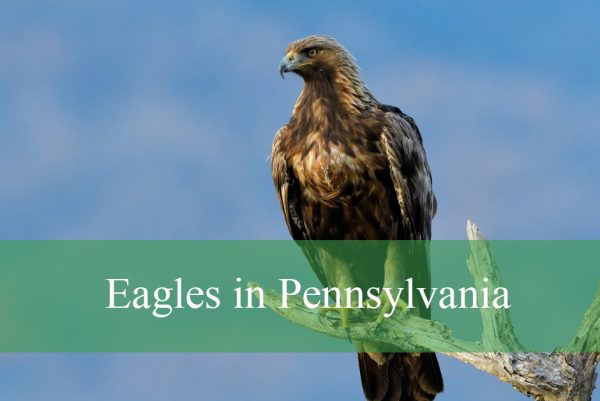 Eagles in Pennsylvania
