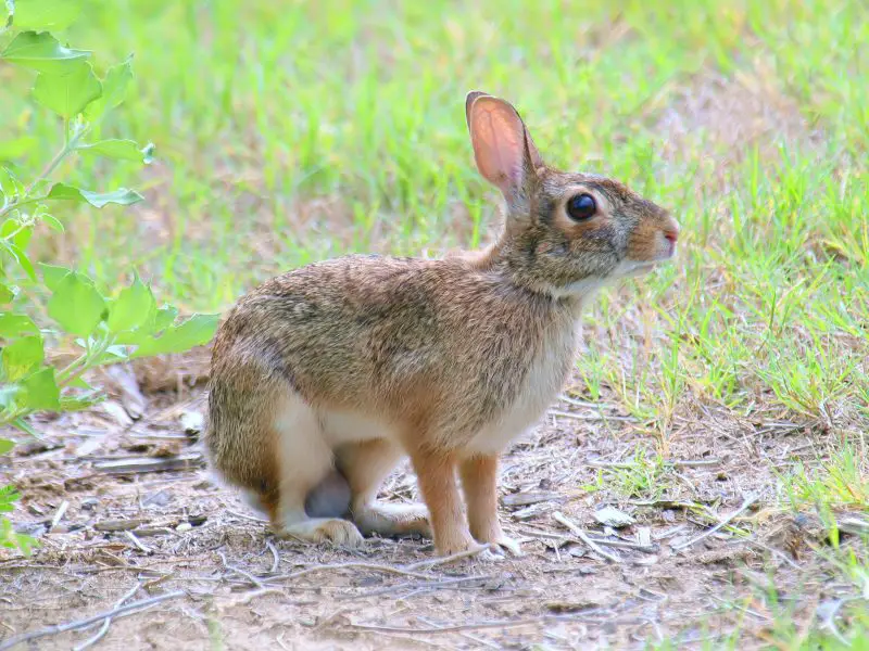 Wild Rabbits in Kansas