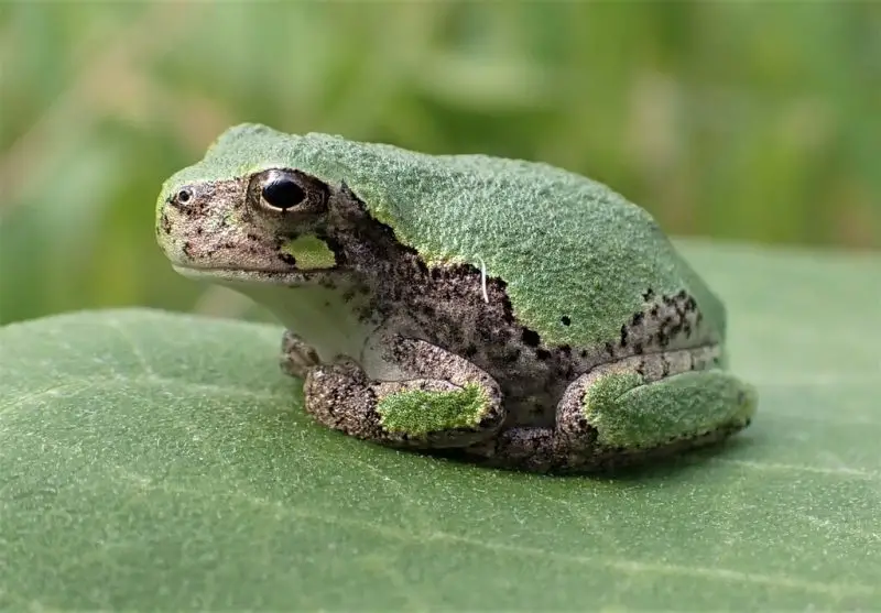 Frogs in Illinois