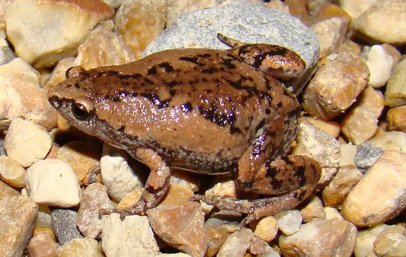 Frogs in Florida