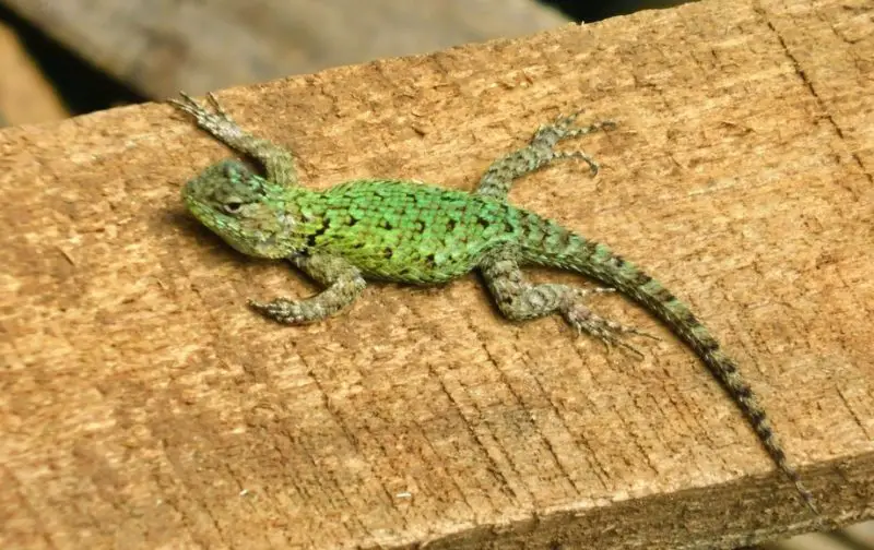 Green Lizards in Texas