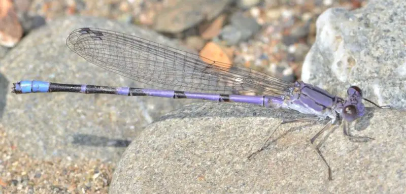 Dragonflies in California