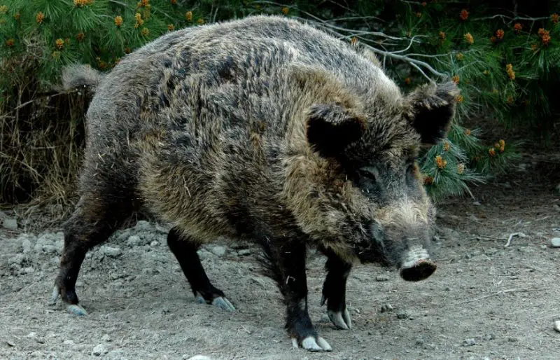 Feral Pigs in Minnesota