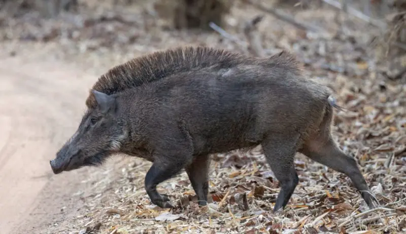 Feral Pigs in Ohio