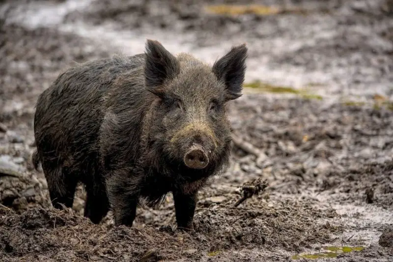 Feral Pigs in Florida