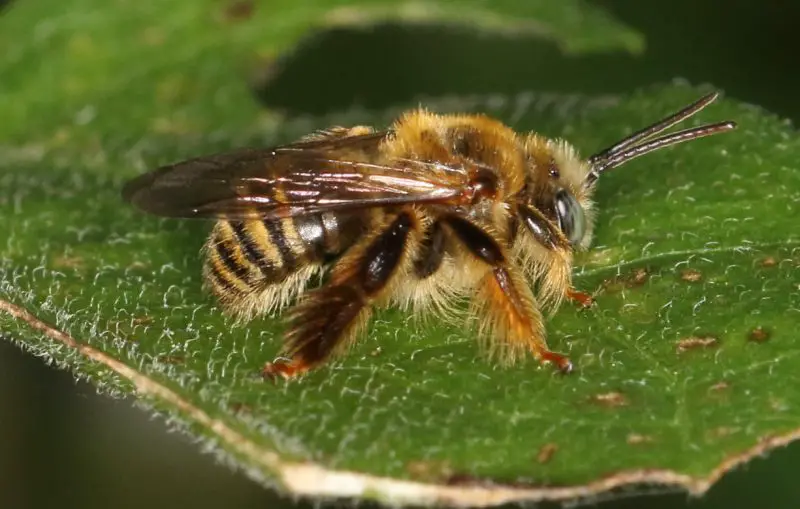Types of Bees in Florida